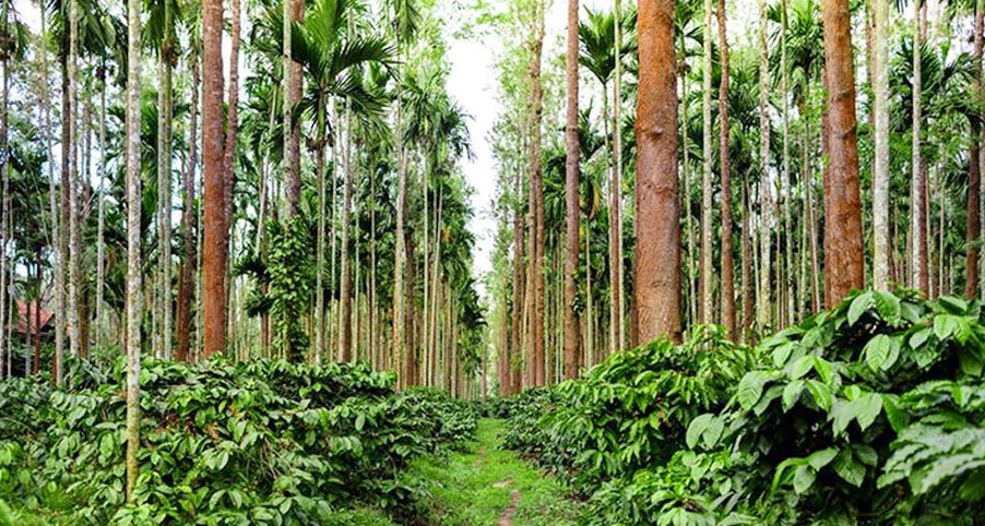 Coffee Plantations