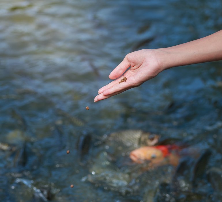 FEED THE FISH