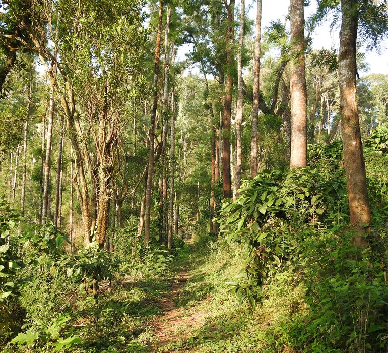 Nature Walk