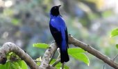 Asian Fairy Blue Bird