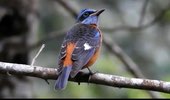 Blue Capped Rock Thrush