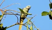 Blue Winged Parakeet