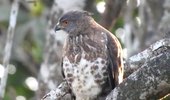 Crested Goshawk