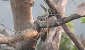 Greater Flameback Woodpecker