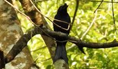 Greater Racket Tailed Drongo