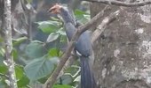 Malabar Grey Hornbill