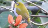 Oriental White Eye