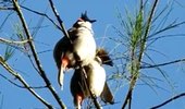 Red Whiskered Bulbul