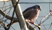 Spotted Dove