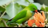 Vernal Hanging Parrot