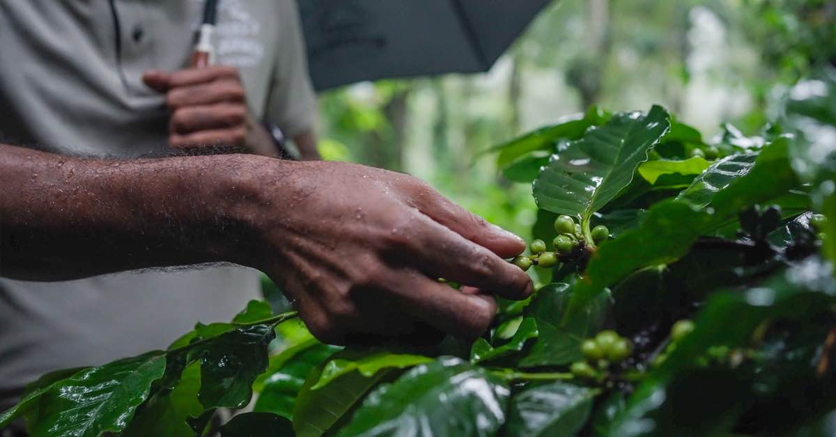 Close-up of coffee cherries growing on a coffee plant during a plantation experience at Coorg Wilderness Resort & Spa.