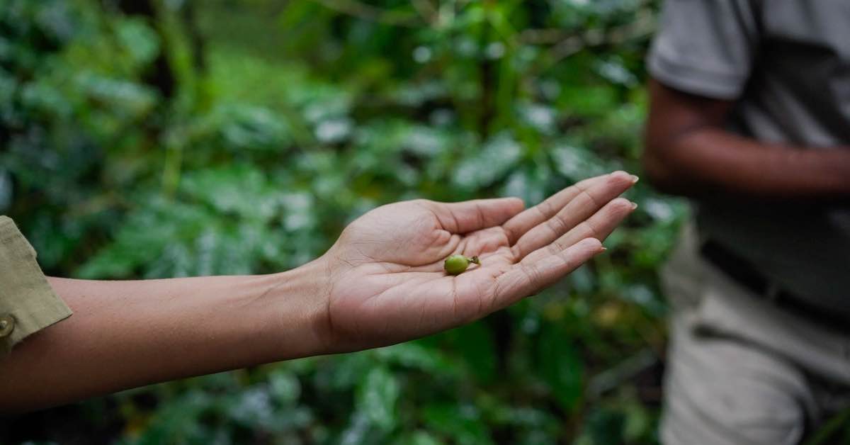 Close-up of a coffee cherry held in a guest's hand during a guided plantation walk at Coorg Wilderness Resort & Spa.