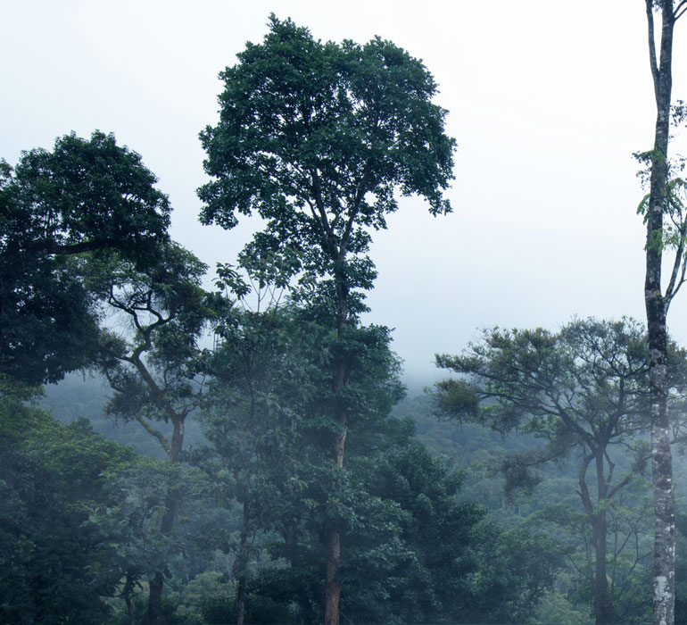 Adventure Activities and Trekking - Coorg Wilderness Resort